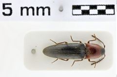 Foto (Dorsalansicht) von Ctenoplus pseudocollaris (NHMW-ZOO-COL-0010728)